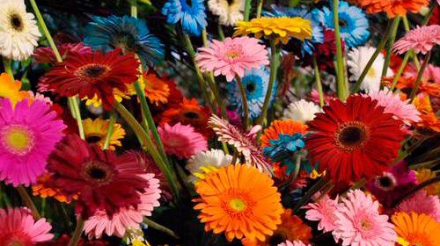 La Fiesta Nacional de la Flor, un símbolo de identidad de Escobar