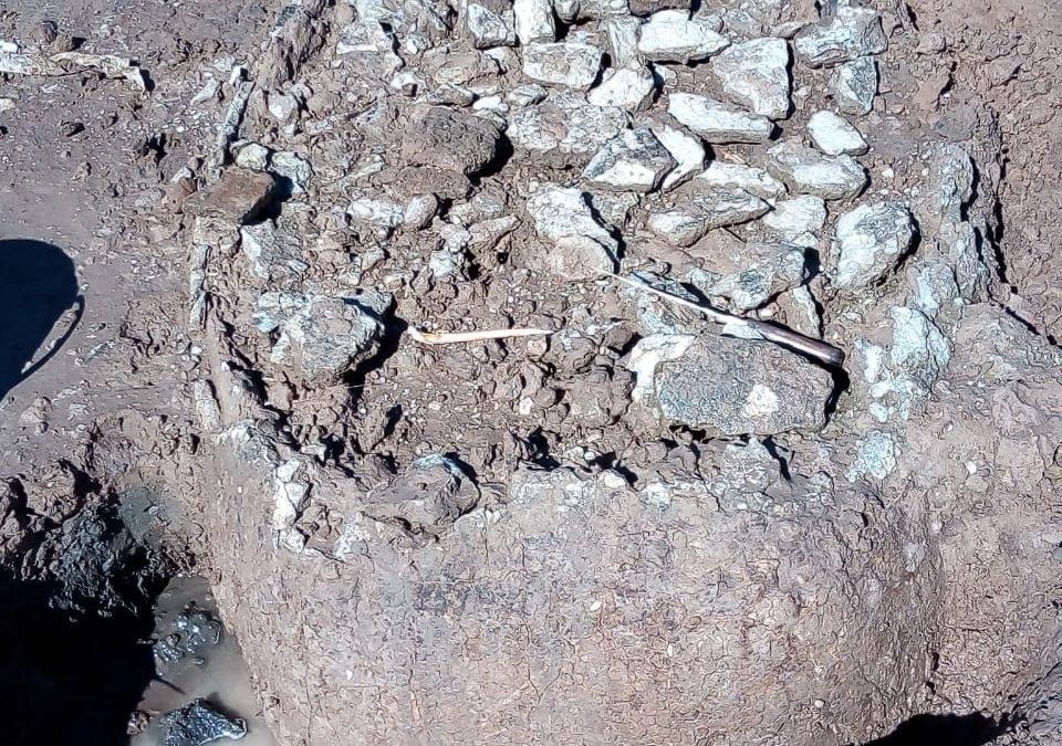 Encontraron caparazones y restos de gliptodontes por bajante de la laguna Cuero de Zorro