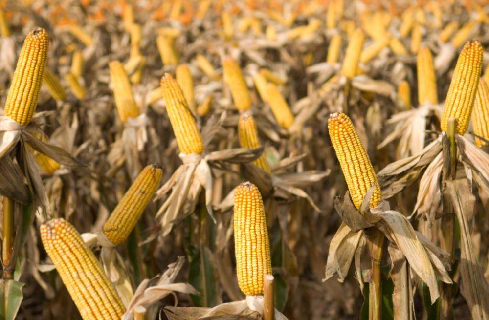 Agricultura estima una cosecha histórica que superará los 62 millones de toneladas de maíz y sorgo