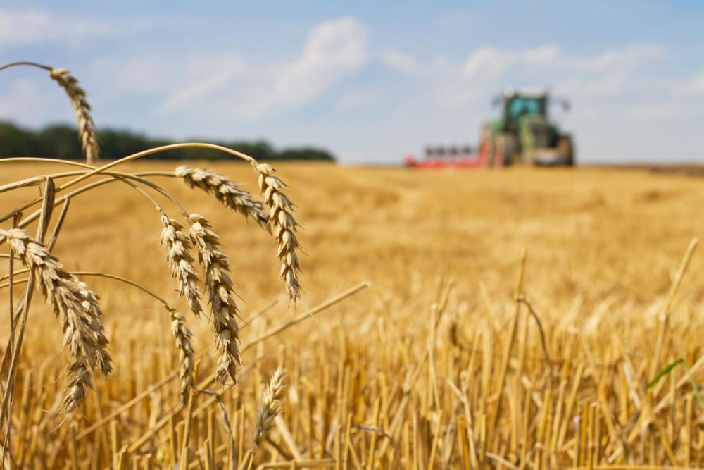 Desarrollo Agrario presentó dos nuevas variedades de cultivos trigo pan y Lotus