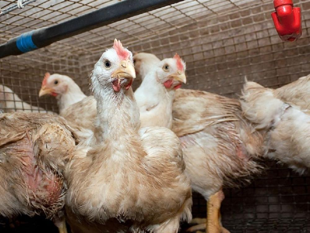 El MDA habilitó el registro de establecimientos avícolas con sistemas pastoriles de producción