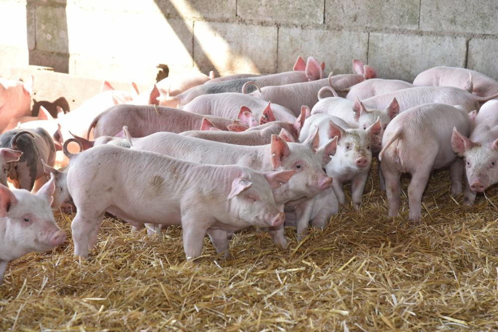 El sector porcino crece como sustituto de la carne vacuna y cerró el 2025 con récord de faena y consumo El sector porcino crece como sustituto de la carne vacuna y cerró el 2025 con récord de faena y consumo