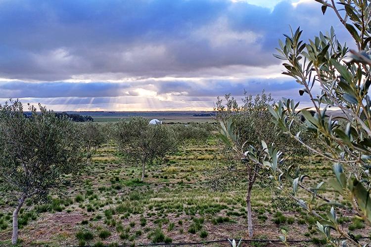 Olivares del sudoeste bonaerense: sabores mediterráneos en Argentina para el mundo Olivares del sudoeste bonaerense: sabores mediterráneos en Argentina para el mundo