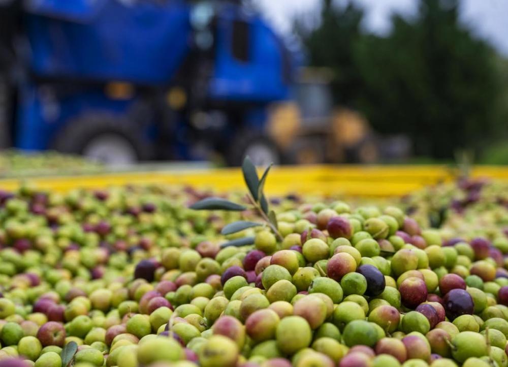 Otoño de cosecha: experiencias entre olivares, sierras y sabores bonaerenses Otoño de cosecha: experiencias entre olivares, sierras y sabores bonaerenses