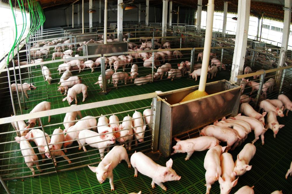 La producción porcina creció 12,4% acumulado en agosto y el consumo alcanza valores récord La producción porcina creció 12,4% acumulado en agosto y el consumo alcanza valores récord